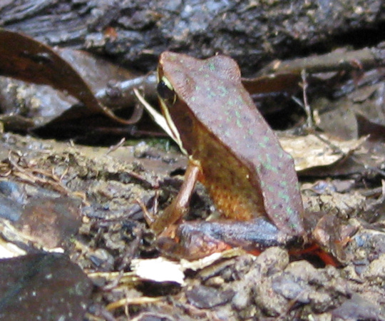 Cloud Forest Frog, Costa Rica