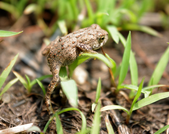 Tiny Toad Hung Up On A Blade Of Grass