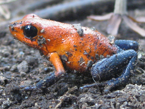 Blue Jeans Frog, Costa Rica