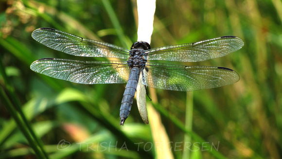 Slaty Skimmer Dragonfly, Male