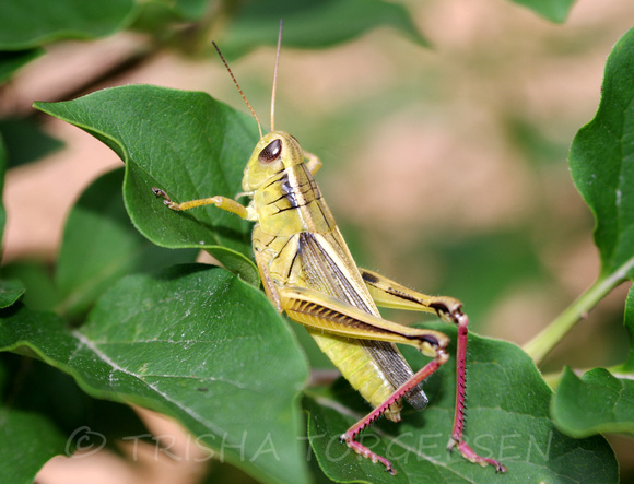 Redlegged Grasshopper