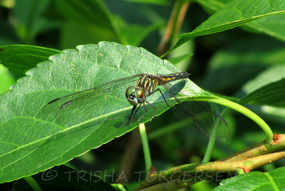 Blue Dasher Dragonfly, Female