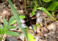 Widow Skimmer Dragonfly, Male