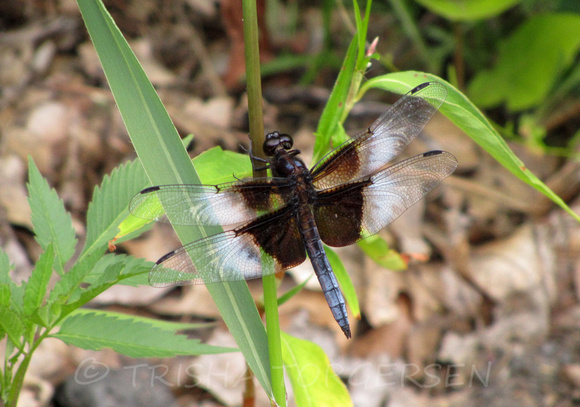 Widow Skimmer Dragonfly, Male