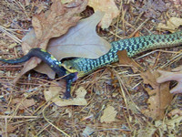 Snake Swallowing Yellow Spotted Salamander