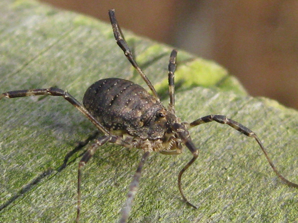 The Harvestman is Not a Spider