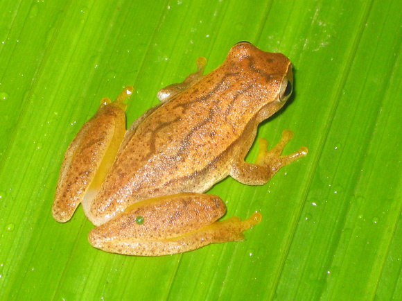 Tree Frog, Costa Rica