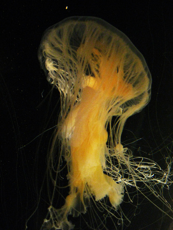 Egg Yolk Jellyfish